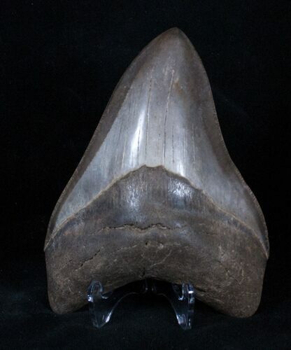 Inch Brown Georgia Megalodon Tooth #3233